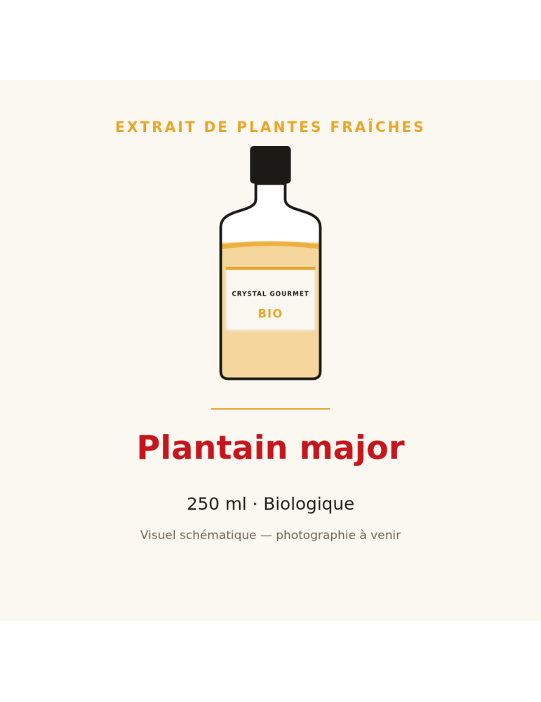 Extrait de plantes fraîches de Plantain major bio - 250 ml