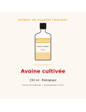 Extrait de plantes fraîches d'Avoine cultivée bio - 250 ml